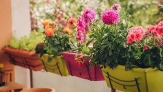 How to water balcony container plants