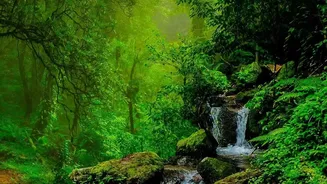 Travel Beyond The Ordinary With Assam's Rainy-Season Landscapes