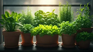 Balcony Pots Are The New Urban Farm