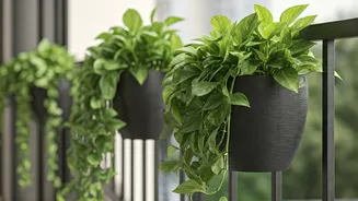 Save Flat Space Transforming Boring Railings Using Trailing Pothos Baskets
