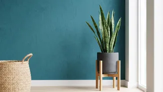Rotating Indoor Plant Pots Can Prevent A Houseplant Growing In Only One Direction