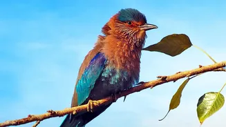 New Report Maps a Worsening Outlook for Migratory Bird Species