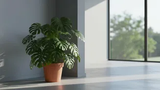 Houseplant Shopping: Check Window Direction, Room Humidity And Available Space