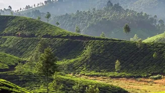 Why Early Morning Daylight Habits Boost Energy Levels Better Than Caffeine