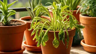 Overwatering Is The Biggest Balcony-Garden Mistake