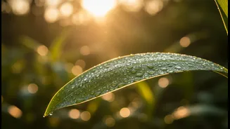 Sleep Timing Begins with the Light You See After Waking