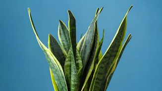How To Maintain Healthy Pothos And Snake Plants On Bedroom Desks With Simple Hacks