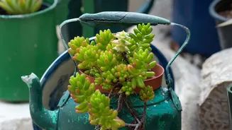 Modular Waterproofing Shields Help Urban Gardeners Save Potted Plants From Heavy Rains