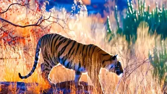 How To Book Autumn Safaris In Satpura And Bandhavgarh National Parks