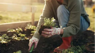 Activated charcoal for plants: Benefits and uses