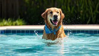 Furry Friends Cool Down Inside Elite Boarding Splash Pools