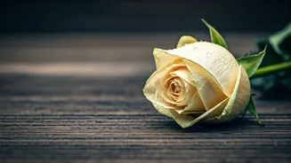 Coping with Grief: A Guide to Mental Wellbeing