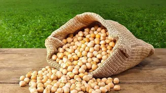Plant Protein Synergy Rules: Combine Pulses And Grains For Optimum Nutrition