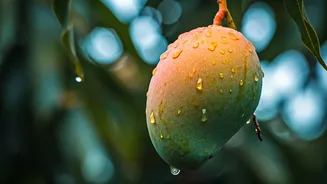 Unseasonal Rain & Mangoes: Impact on India's 'King of Fruits'