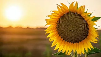 Scorching Summers: How Heatwaves Impact Your Mental Well-being