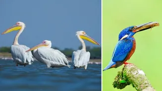Indian wetlands and and sanctuaries that turn magical with migratory birds