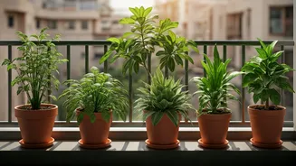 Five Easy Plants Can Save Your Balcony Mood