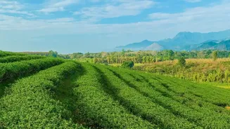 Japan farmers pivot to matcha demand