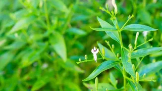 Andrographis: The superfood you probably didn't know about