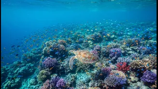 Scientists Push For Better Ocean Data After Major Ecological Losses