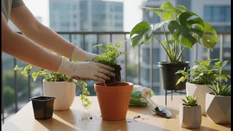 Bengaluru Balcony Gardeners and First-Time Plant Parents Can Respond Better by Repotting Carefully