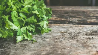 Your simple guide to growing coriander at home
