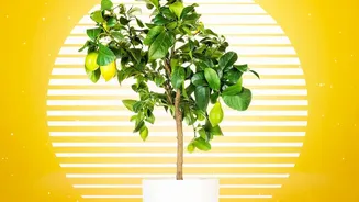 Common Lemon Plant Care Questions About Pots And Watering: What To Know