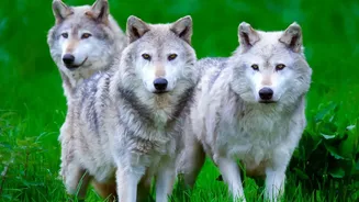 Wildlife Tourism Finds a New Star in Europe's Returning Wolves