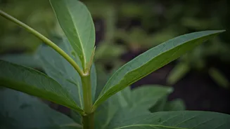 Clean Cuts Make Plants Monsoon-Ready Fast