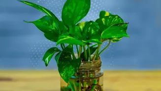 A Self-Watering System Works Only When the Roots Still Receive Air