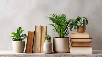 How to decorate your home with plants without overspending