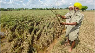 Iran war impacts basmati exports from MP: What's the crisis