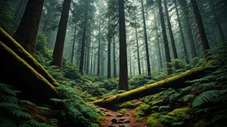 Eco Conscious Trekkers Are Exploring Dense Untouched Lower Himalayan Forests