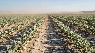 Less September Rain: How Pulses And Vegetables Could Be Affected