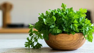 Mastering Parsley: Your Guide to Effortless Cultivation and Bountiful Harvests