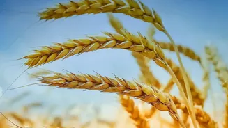 September Weather Could Set The Tone For India’s Winter Crop Season