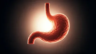 Hungry at Bedtime, Numb in the Morning? Unpacking Your Appetite Mystery