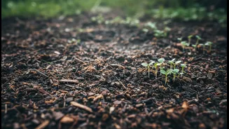 Soil Health Has Entered Its Climate Era