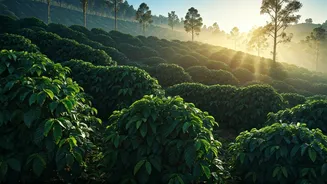 Coorg Coffee Estates Offer Surreal Misty Views For Pennies Now