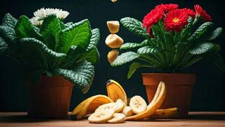 Give Indoor Flowering Plants Potassium Boost With Banana Peels