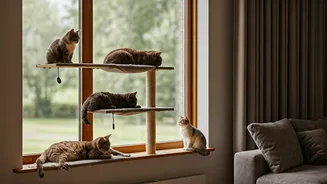 Beautiful Multi Tier Window Perches Keep Indoor Cats Happy