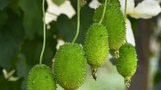 Indian Home Gardens Can Support Local Wildlife By Combining Flowering, Fruit-Bearing And Host Plants