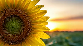 Unlock Your Day: The Power of 5 AM Affirmations for a Transformed Tomorrow