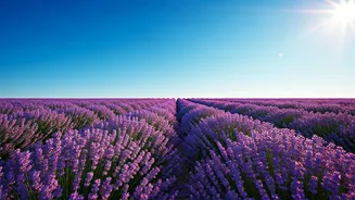Bloom Trips Are Making Summer Travel Pretty Again