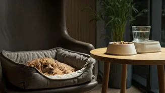 Cafés And Stays Are Wooing Pet Parents