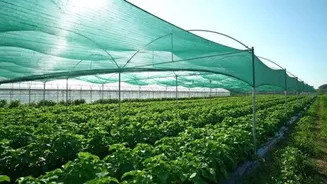 How to repurpose greenhouse shade cloth