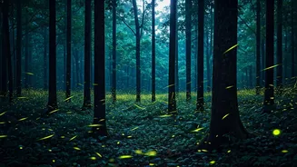 Spot Spectacular Firefly Congregations On Guided Western Ghats Walks