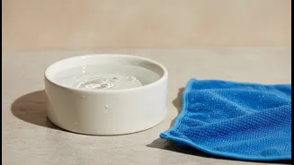 Indian Cat, Dog and Small-Animal Owners Should Separate Cooling from Hydration