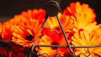 Flower Prices And Onam Decor: How To Spend Less On Pookalam
