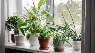 Do plants grow faster with sound?